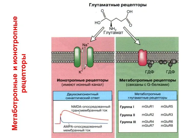 Метаботропные и ионотропные рецепторы