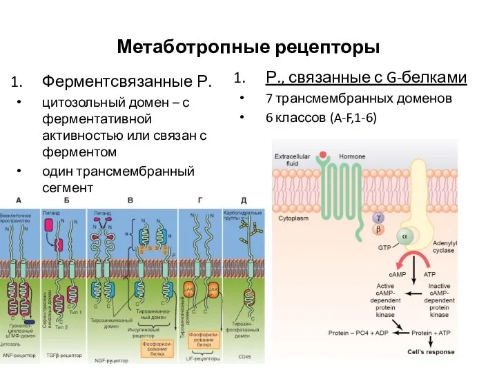 Метаботропные рецепторы Ферментсвязанные Р. цитозольный домен – с ферментативной активностью или связан