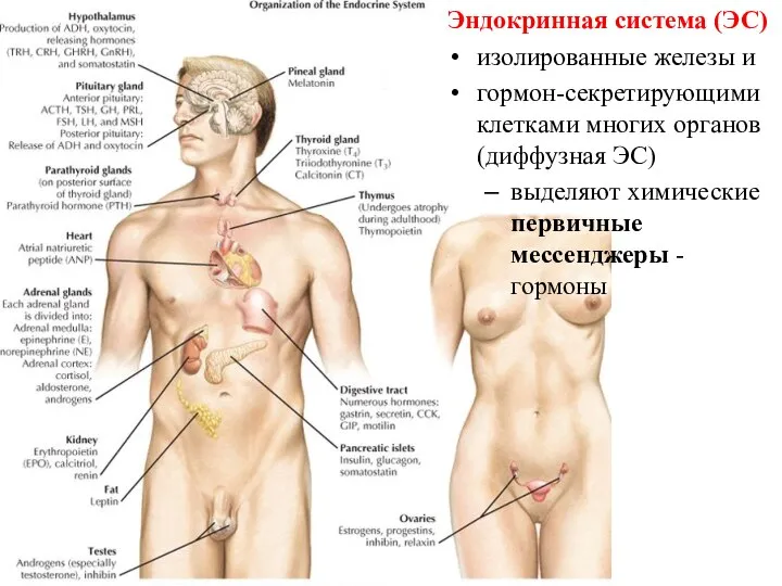 Эндокринная система (ЭС) изолированные железы и гормон-секретирующими клетками многих органов (диффузная ЭС)