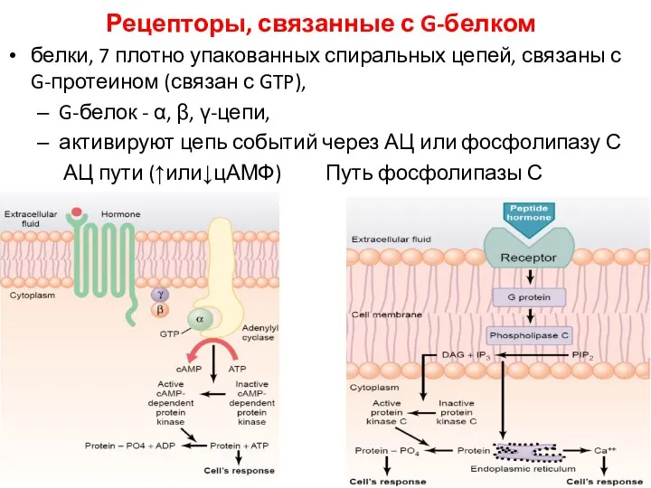 Рецепторы, связанные с G-белком белки, 7 плотно упакованных спиральных цепей, связаны с