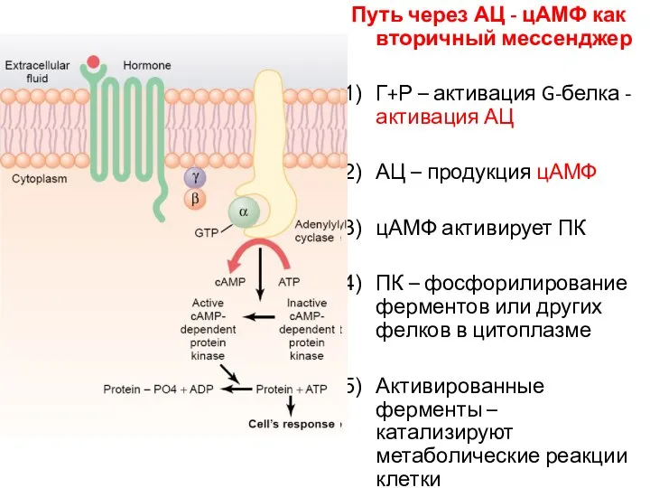 Путь через АЦ - цАМФ как вторичный мессенджер Г+Р – активация G-белка