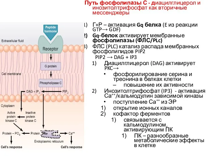 Путь фосфолипазы С - диацилглицерол и инозитолтрифосфат как вторичные мессенджеры Г+Р –