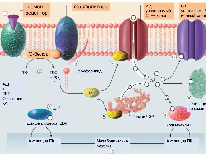 Гормон рецептор Диацилглицерол, ДАГ АДГ ТТГ ЛРГ Окситоцин КА Гладкий ЭР активация