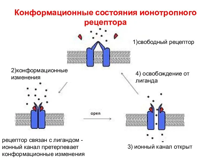 Конформационные состояния ионотропного рецептора 1)свободный рецептор 2)конформационные изменения рецептор связан с лигандом