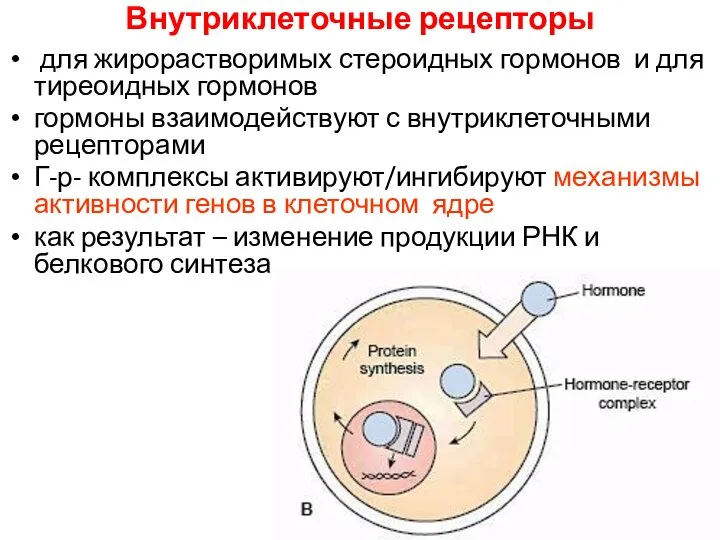 Внутриклеточные рецепторы для жирорастворимых стероидных гормонов и для тиреоидных гормонов гормоны взаимодействуют