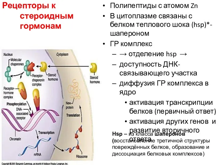 Рецепторы к стероидным гормонам Полипептиды с атомом Zn В цитоплазме связаны с