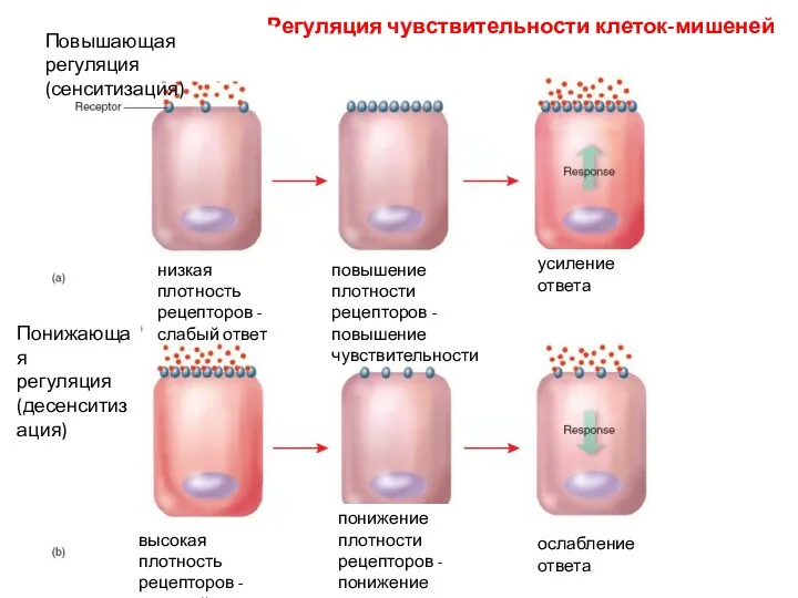 Регуляция чувствительности клеток-мишеней Повышающая регуляция (сенситизация) Понижающая регуляция (десенситизация) низкая плотность рецепторов