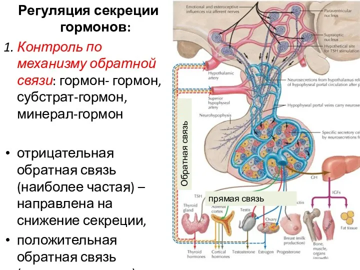 Регуляция секреции гормонов: 1. Контроль по механизму обратной связи: гормон- гормон, субстрат-гормон,