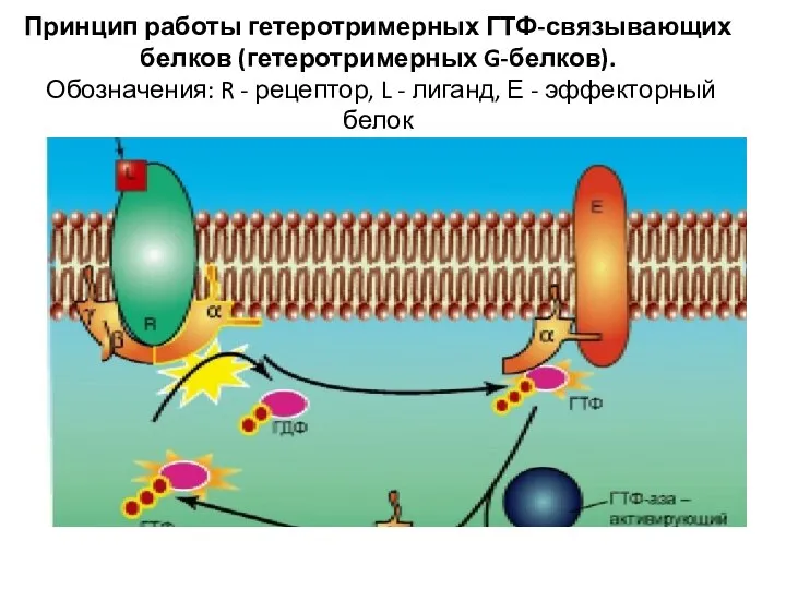 Принцип работы гетеротримерных ГТФ-связывающих белков (гетеротримерных G-белков). Обозначения: R - рецептор, L