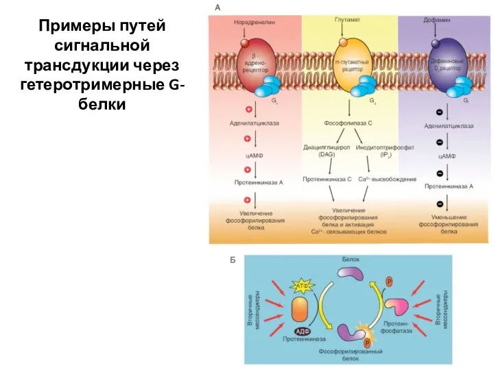 Примеры путей сигнальной трансдукции через гетеротримерные G-белки