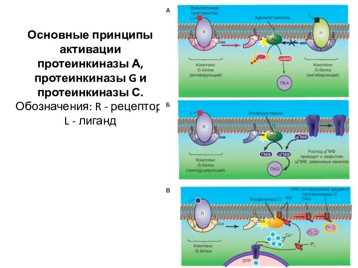 Основные принципы активации протеинкиназы А, протеинкиназы G и протеинкиназы С. Обозначения: R