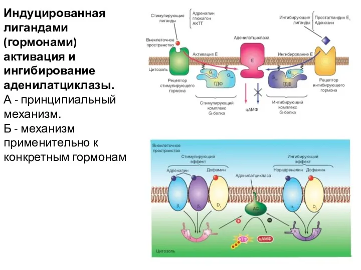 Индуцированная лигандами (гормонами) активация и ингибирование аденилатциклазы. А - принципиальный механизм. Б