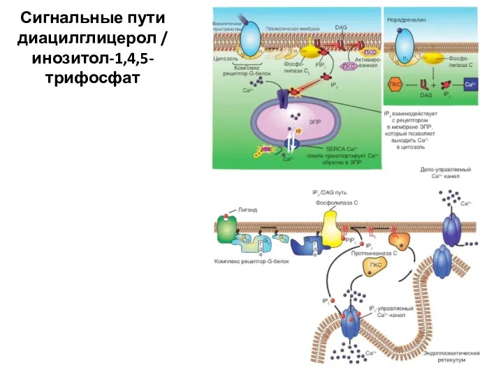 Сигнальные пути диацилглицерол / инозитол-1,4,5-трифосфат