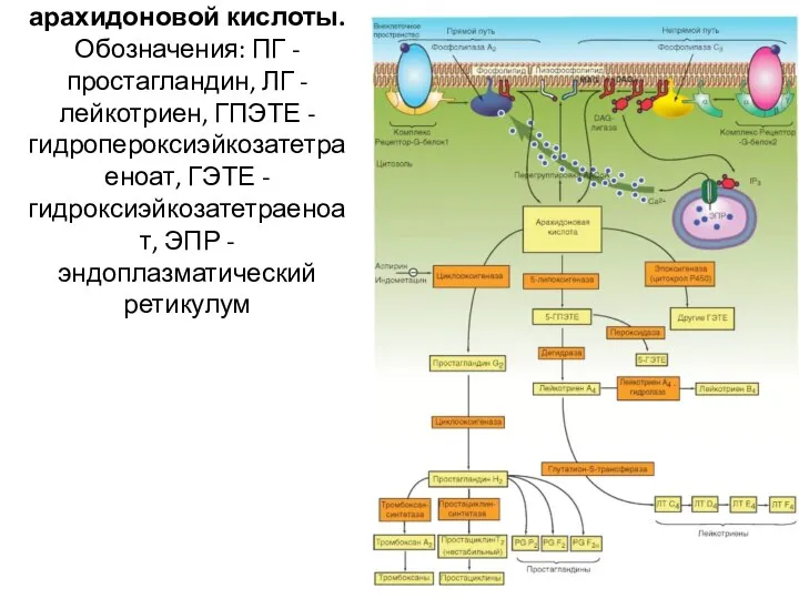 Сигнальные пути арахидоновой кислоты. Обозначения: ПГ - простагландин, ЛГ - лейкотриен, ГПЭТЕ