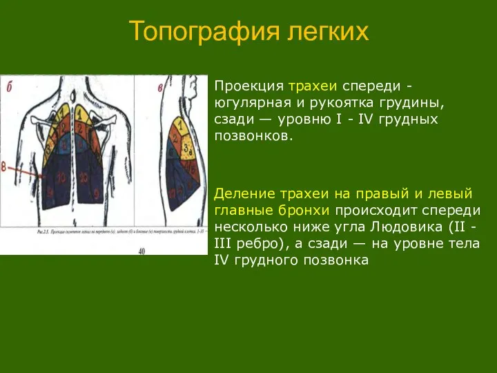 Топография легких Проекция трахеи спереди - югулярная и рукоятка грудины, сзади —