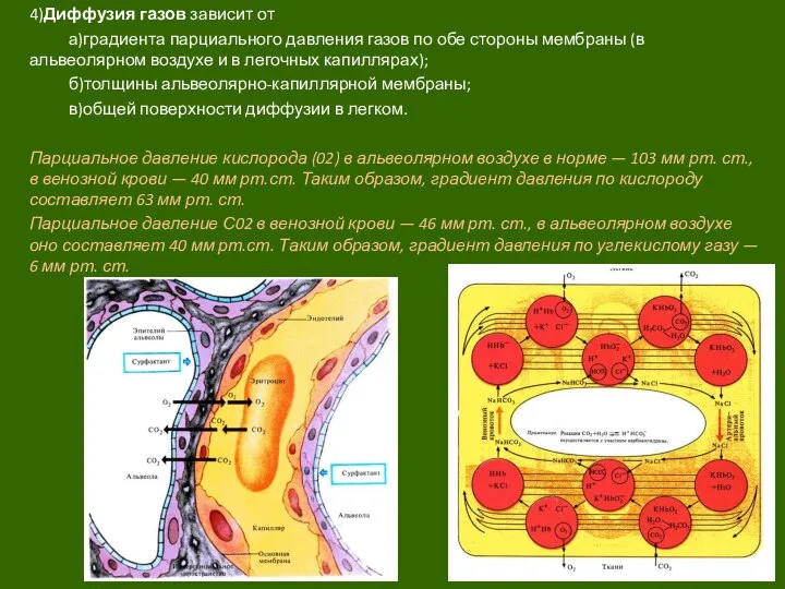 4)Диффузия газов зависит от а)градиента парциального давления газов по обе стороны мембраны