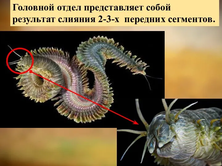 Головной отдел представляет собой результат слияния 2-3-х передних сегментов.