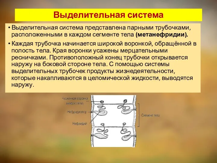 Выделительная система Выделительная система представлена парными трубочками, расположенными в каждом сегменте тела