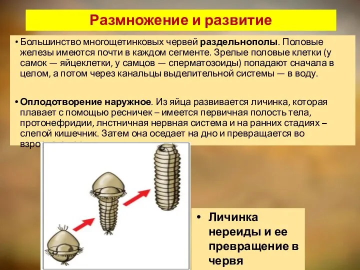 Размножение и развитие Большинство многощетинковых червей раздельнополы. Половые железы имеются почти в