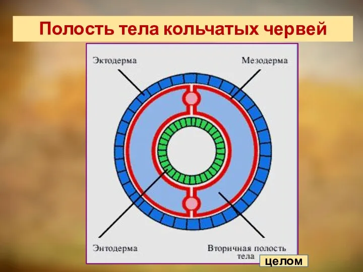 Полость тела кольчатых червей целом