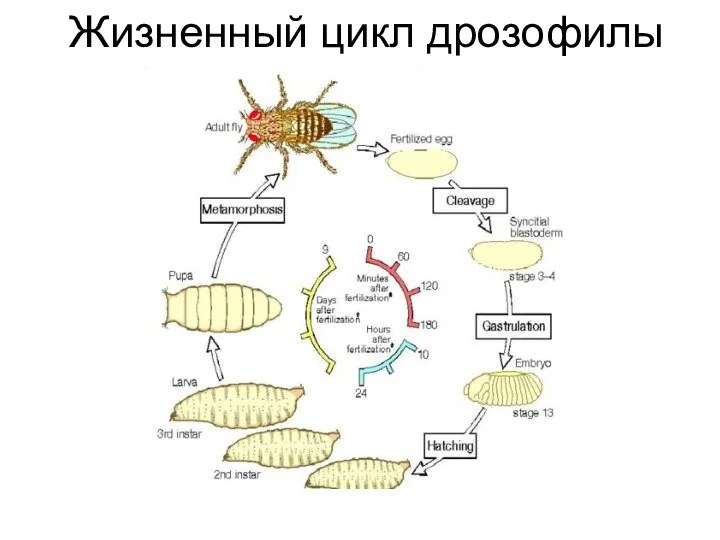 Жизненный цикл дрозофилы