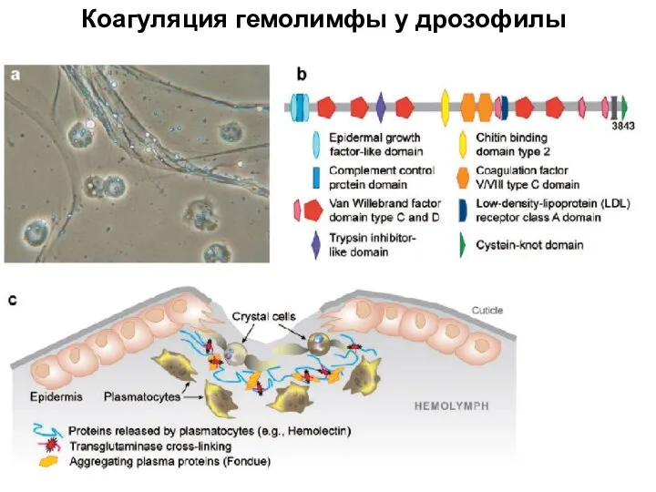 Коагуляция гемолимфы у дрозофилы