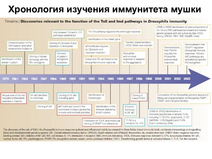 Хронология изучения иммунитета мушки