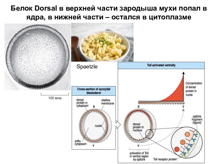 Белок Dorsal в верхней части зародыша мухи попал в ядра, в нижней