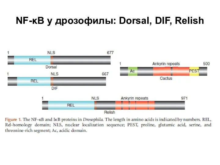 NF-κB у дрозофилы: Dorsal, DIF, Relish