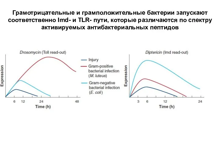 Грамотрицательные и грамположительные бактерии запускают соответственно Imd- и TLR- пути, которые различаются