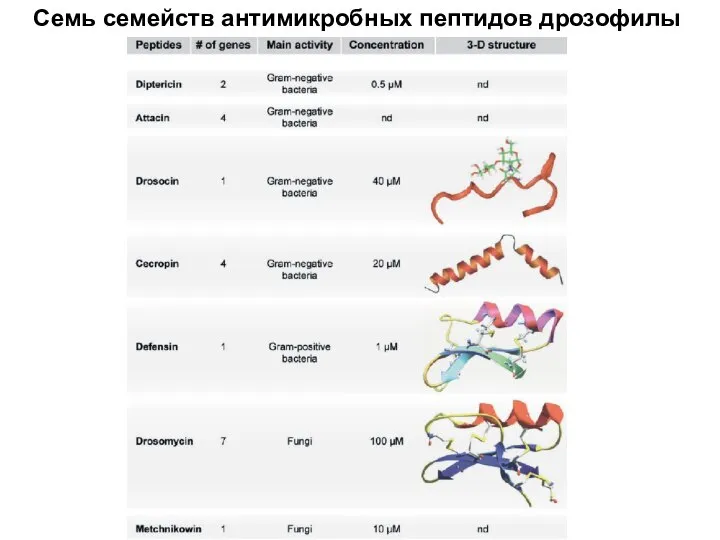 Семь семейств антимикробных пептидов дрозофилы