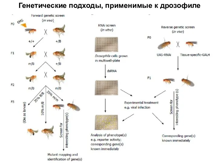 Генетические подходы, применимые к дрозофиле