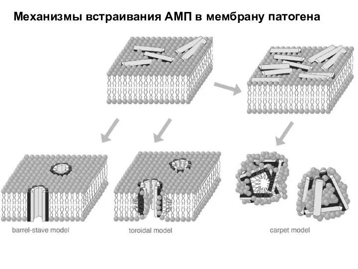 Механизмы встраивания АМП в мембрану патогена