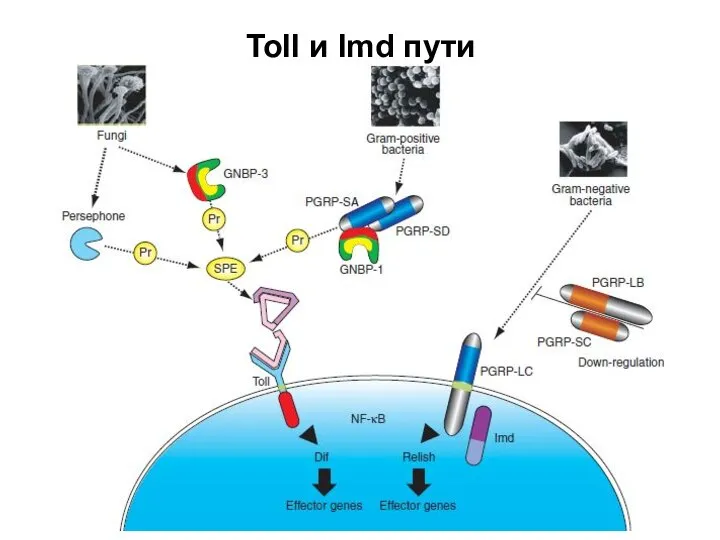 Toll и Imd пути