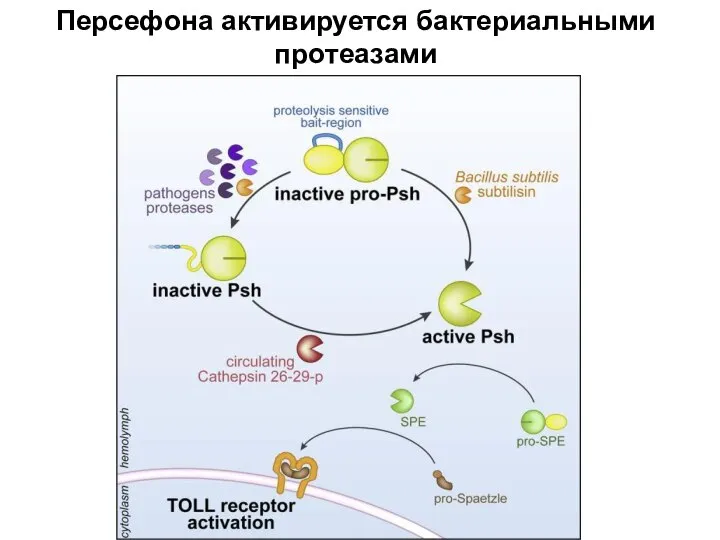 Персефона активируется бактериальными протеазами