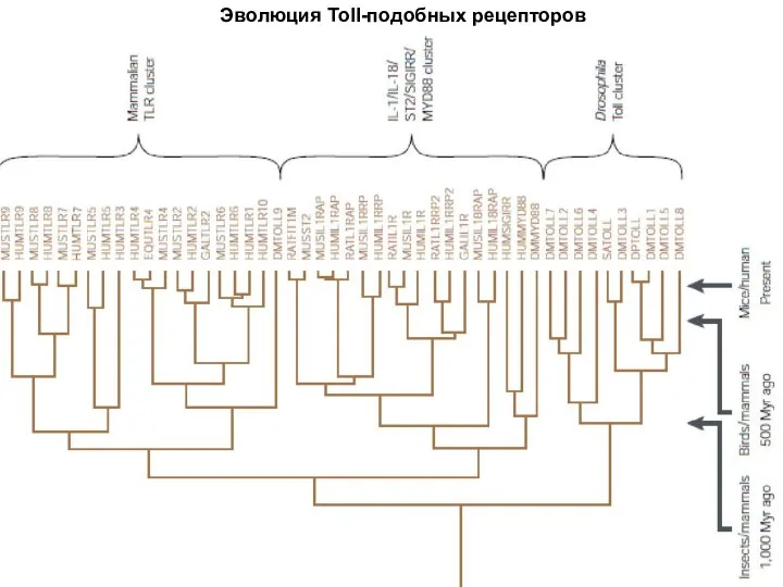 Эволюция Toll-подобных рецепторов