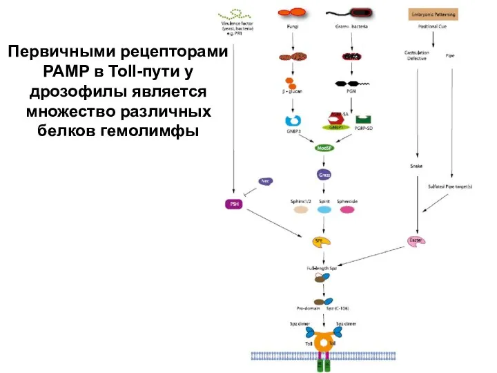 Первичными рецепторами PAMP в Toll-пути у дрозофилы является множество различных белков гемолимфы