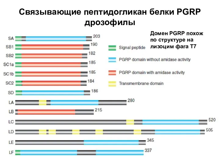 Связывающие пептидогликан белки PGRP дрозофилы Домен PGRP похож по структуре на лизоцим фага T7