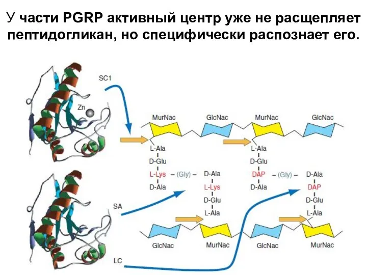 У части PGRP активный центр уже не расщепляет пептидогликан, но специфически распознает его.