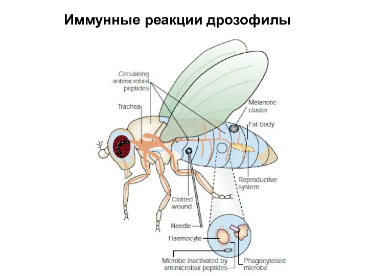 Иммунные реакции дрозофилы