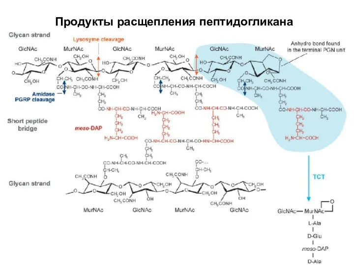 Продукты расщепления пептидогликана