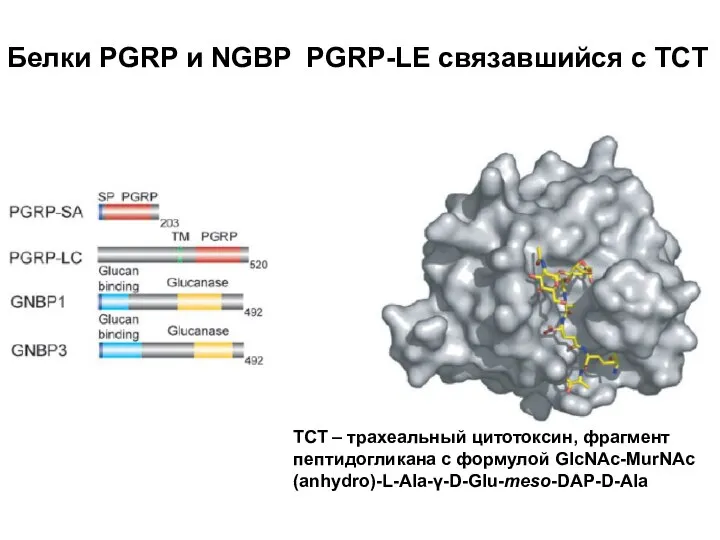 Белки PGRP и NGBP PGRP-LE связавшийся с TCT ТСТ – трахеальный цитотоксин,