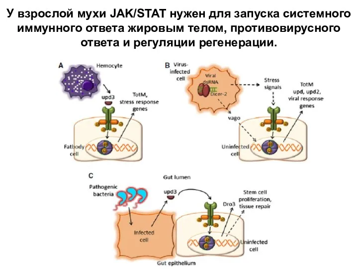 У взрослой мухи JAK/STAT нужен для запуска системного иммунного ответа жировым телом,