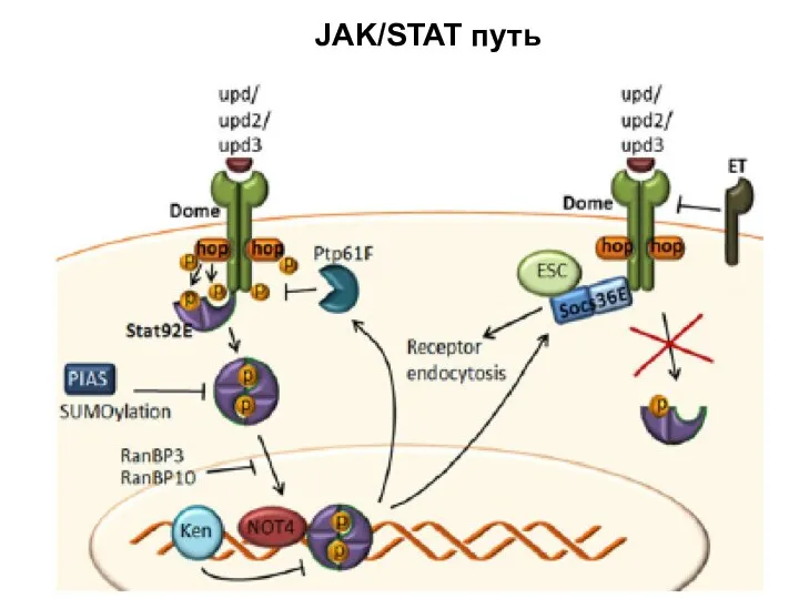 JAK/STAT путь