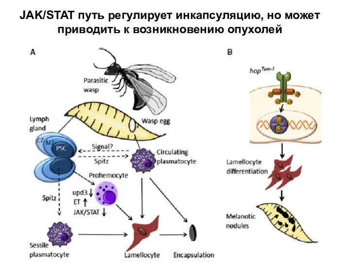 JAK/STAT путь регулирует инкапсуляцию, но может приводить к возникновению опухолей