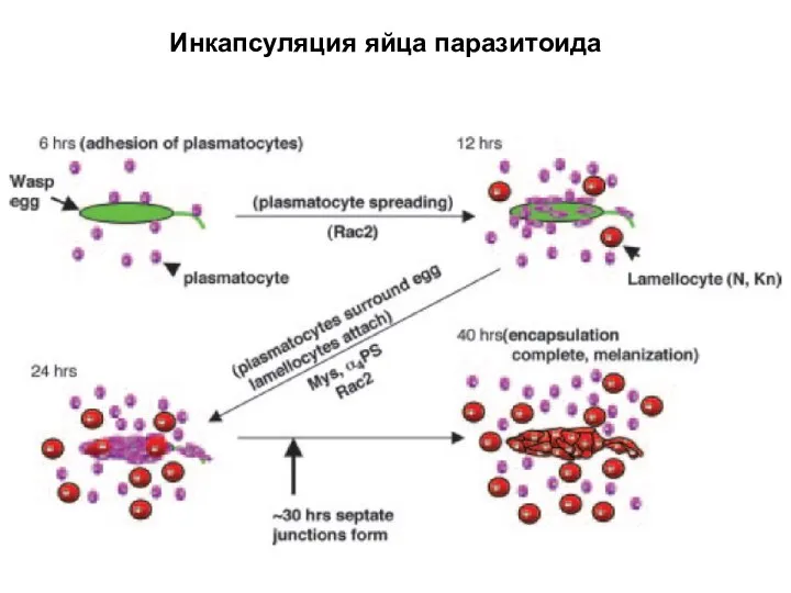 Инкапсуляция яйца паразитоида