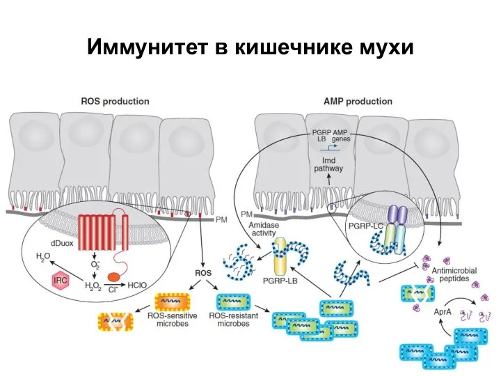 Иммунитет в кишечнике мухи