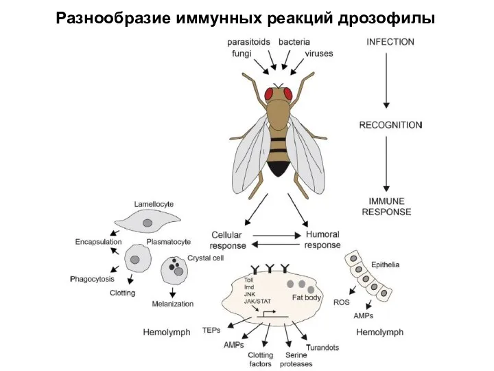 Разнообразие иммунных реакций дрозофилы