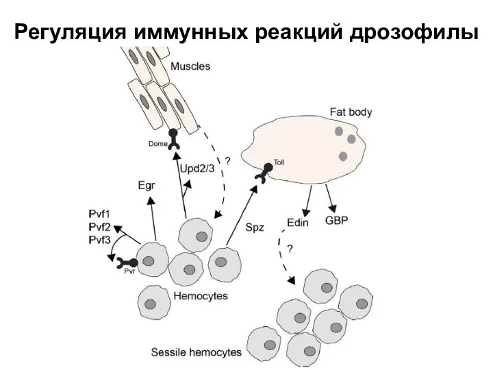 Регуляция иммунных реакций дрозофилы