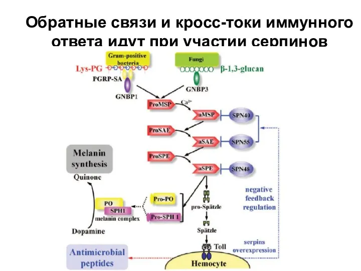 Обратные связи и кросс-токи иммунного ответа идут при участии серпинов